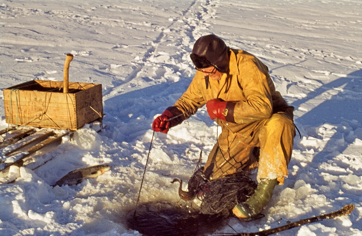 Herman Ingebrigtsen (1920-2010) fra Elvål i Øvre Rendal, fotografert mens han trakk et garn på fra et hull i isen på innsjøen Isteren i Engerdal.  Han hadde trukket gult regntøy over vinterklærne, og hadde ørelapplue på hodet og røde gummihansker på hendene.  Framfor ham lå det nytrukne garnet med sprellende fisk.  Ved sida av garnfiskeren (ved venstre bildekant) sto en skikjelke med ei trekasse til fangsten og til øksa som ble brukt til å hakke is med.  Dette bildet ble tatt i midten av november 1972, og Ingebrigtsen kameraten Magne Bjørnstad (1926-1987) var blant de siste som praktiserte det såkalte «veslefisket».  Dette var et gytefiske etter sik, som foregikk på grunt vann utenfor Elvålsvollen, på vestsida av sjøen, fra 25. oktober og en måneds tid utover høsten.  Da fisket startet kunne det fortsatt være åpent vann og mulig å sette garn fra båt, men i løpet av gyteperioden la det seg alltid is.  Da måtte fiskerne vente litt på at isen skulle få nødvendig bæreevne.  Ettersom det gjaldt å fiske mest mulig mens gytinga fortsatt pågikk, forekom det nok at karene stiltret seg ut på vel tynn is.  Ettersom det var grunt på gyteplassen ble det brukt garn som bare var cirka en meter brede.  Større garn ville lett har frosset fast i isen.  Garna ble satt gjennom hull i isskorpa.  Deretter ble de trukket jevnlig, og fangsten ble tatt ut, før garnet ble satt tilbake under isen.  Fisken frøs på stedet, men noe ble også saltet med sikte på mer langsiktig lagring.  I likhet med det mer langvarige vår- og sommerfisket i Isteren var «veslefisket» regulert gjennom et lottsystem.  Herman Ingebrigtsen på dette fotografiet, for eksempel, hadde bare en tolvdels lott, noe som innebar at han egentlig bare hadde anledning til å delta i fisket hvert tolvte år.  Han leide imidlertid rettigheter av andre, som i begynnelsen av 1970-åra ikke lenger brydde seg om å praktisere rettighetene sine.