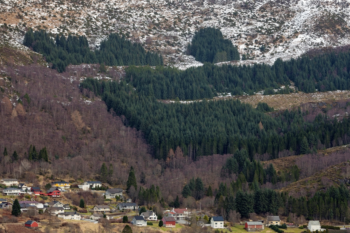 Landskapsbilde fra Gurskøya i Sande kommune i Møre og Romsdal.  Fotografiet ble tatt i februar 2018.  Nederst i bildeflata ser vi hvordan jordbruksarealene nederst mot sjøen og bygdevegen i stor utstrekning hadde fått villabebyggelse.  Nederst i den ovenforliggende lia ser vi dels bladløs, stedegen lauvskog, men også plantefelt med gran, som antakelig ble plantet i dette området etter 2. verdenskrig.  På andre halvdel av 1800-tallet konstaterte man at det bare fantes noen få lokaliteter med gran på Vestlandet.  Dette treslaget var i ferd med å innvandre til landsdelen.  At forekomstene av dette treslaget på Vestlandet ble så store som de er blitt, skyldes at forstmennene som skulle gjenoppbygge skogressursene langs kysten oppdaget at grana gjennomgående «slo bedre til» enn furua, som det fantes en del av i enkelte bygder, og som funn i torvmyrer gav tydelige indikasjoner på at Vestlandet hadde hatt svært lenge.

En kort omtale av «skogreisingsperioden» etter 2. verdenskrig finnes under fanen «Opplysninger».