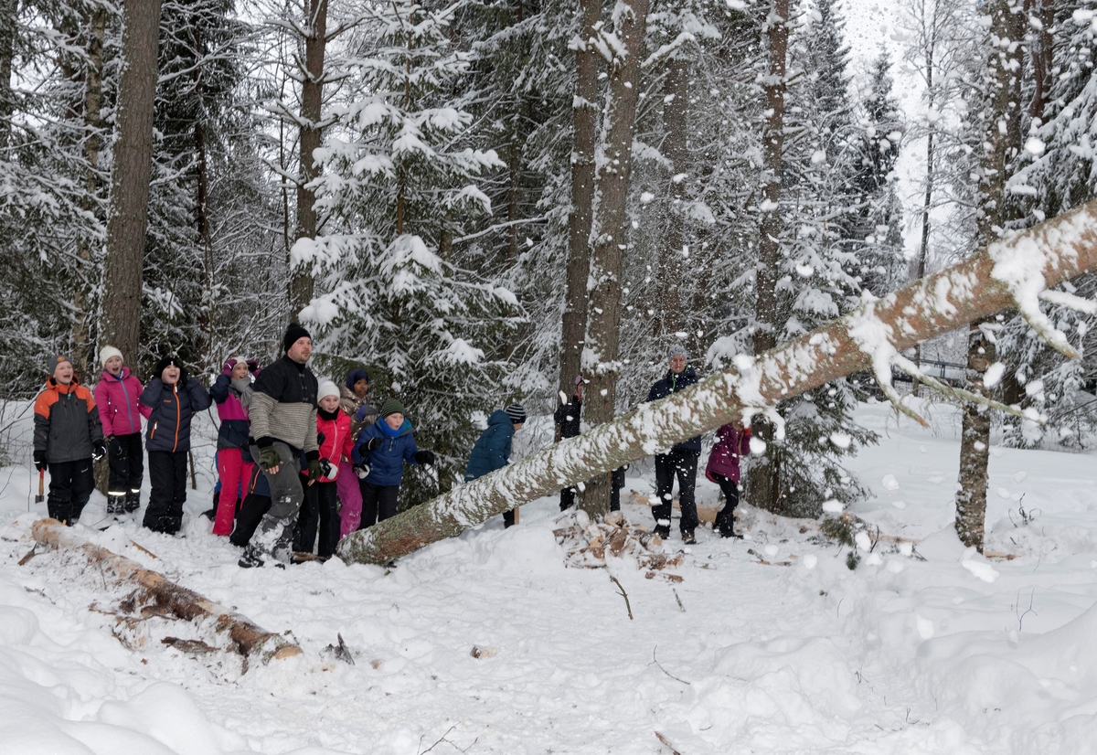 Fra temadagsopplegget «Fra stubben til tømmervelta» på Norsk skogmuseum vinteren 2018.  «Fra stubben til tømmervelta» er ett av 15 ulike pedagogiske dagsprogram «Naturskolen» ved museet tilbyr barnehage og grunnskole i løpet av undervisningsåret. «Fra stubben til tømmervelta» omfatter fem programposter eller «stasjoner»: Hogst med bruk av øks, svans og barkespade, lunning med hest og lunneskjæker, tømmerkjøring, visning av filmen «Hankekjøring i Vestre Gausdal» og koieliv. Det er et poeng at elevene sjøl, under tilsyn og veiledning, skal få prøve redskapene. Her ser vi elever fra Hanstad barneskole i Elverum følge spent med idet fagkonsulent Stein Tore Andersen feller ei furu, som deiser i bakken.  Etterpå bisto elevene med kvisting og barking. I 2018 deltok cirka 460 skoleelever på dette undervisningsopplegget, fordelt på fem dager. I tillegg ble det arrangert en egen «Barnas vinterdag», med noe av det samme programmet, for barnehagene. På denne dagen deltok cirka 350 barn.