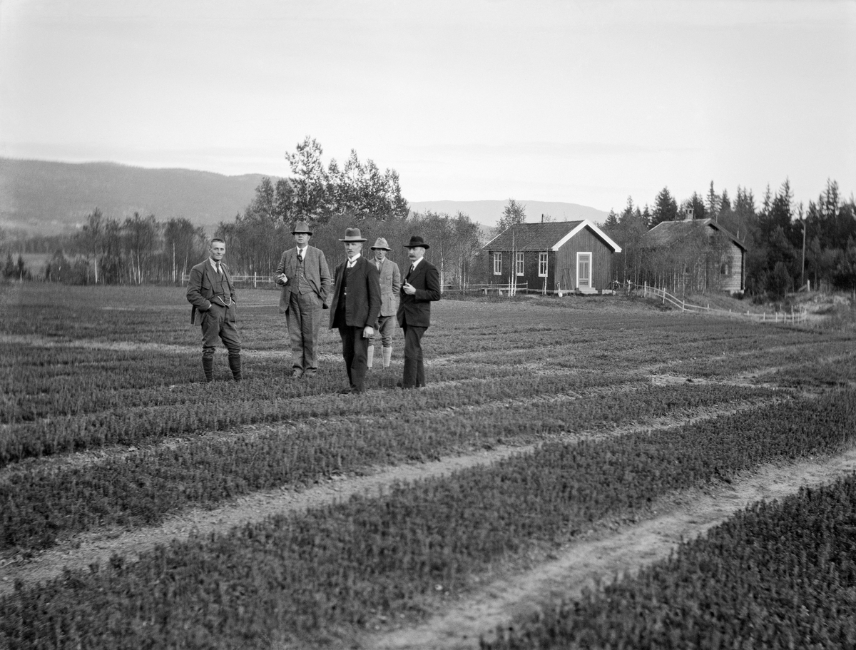 Fra Telemark planteskule på Håtveit ved Gvarv i Sauherad kommune.  Bildet viser noen av plantesengene med bartreplaner  Denne planteskolen ble etablert i 1914, da Bratsberg amts skogselskap leide 8,5 dekar jord av John Haatvedt til formålet.  Klimaet her egnet seg godt for skogplanteproduksjon for fylkets lavereliggende områder, og beliggenheten ved et sentralt trafikknutepunkt, sentralt i fylket passet skogselskapet bra.  Til høyre i bildet ser vi mannskapsbrakka for planteskolepersonalet og klengstua, som ble bygd i 1925 for å skaffe frø med riktige provenienser for planteproduksjonen i Telemark. I forgrunnen står fylkesskogmester Jørund Midttun og fire andre velkledde herrer, som antakelig var på befaring.  Det er nærliggende å tenke seg at gjestene kan være fra styret i Telemark skogselskap.  I 1930 besto dette styret av Jacob Gisholt fra Kilebygda (leder - til høyre på dette fotografiet), Halvor Folkestad fra Gvarv (nestleder), Harald Eidet fra Drangedal, Hans Kiland fra Fyresdal og Andres S. Rekå fra Sauherad.  Noe mer informasjon om virksomheten ved Telemark planteskule finnes under fanen «Opplysninger».