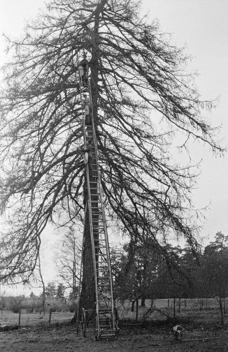 Konglesanking fra stort, gammelt lerketre (sannsynligvis Larix decidua) i Solum i Telemark.  Fotografiet ble tatt i august 1948, og informasjon som følger negativet tyder på at frøverksbestyrer Charles D. Kohmann fra Hamar var initiativtaker til dette arbeidet.  Sannsynligvis ønsket han å kunne tilby norsk lerkefrø.  Det finnes 10 lerkearter på den nordlige halvkule.  Lerk er lyselskende, og på steder der den plantes i tette bestand vil den derfor kvistes opp på en helt annen måte enn på dette enslige tuntreet.  Dette treslaget har et djuptgående rotsystem, og regnes for å være stormsterkt.  Virket har rødlig, malmen kjerneved som er både vakker og råteresistent.  Derfor ble lerk tidlig et «kulturtre», som det har vært eksperimentert med i mange land.  I Norge begynte slike forsøk alt på 1700-tallet.  Da dette fotografiet ble tatt høstet man altså kongler med sikte  på å skaffe frø til å videreføre slike eksperimenter.  Konglesankinga skjedde fra en lang leddstige, montert på ei lita kjerre.  Det sto tre karer med striesekker oppe i stigen.  De sanket kongler fra hver sine «høydelag» i trekrona.