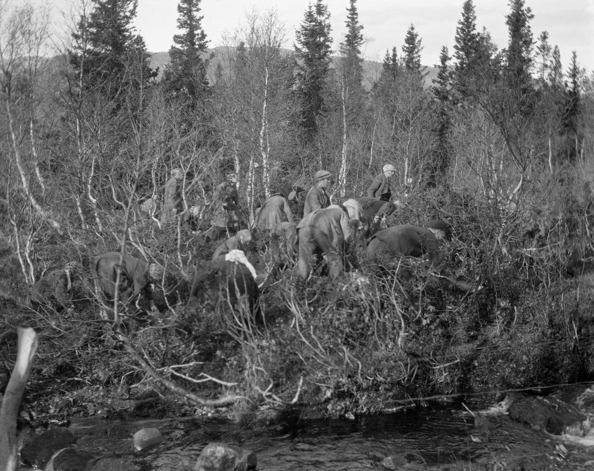 Medlemmer av Rauland ungdomslag planter bartrær er vernskogsonen mot fjellet i Bitudtøylmarka.  Fotografiet er tatt på tvers av ei å mot en litt myraktig elvebredd, der ungdomsgruppa arbeidet med å plante bartrær i et terreng der det ellers ser ut til å ha vært fjellbjørk og vier som domunerte vegetsjonsbildet.  Det året dette fotografiet ble tatt skrev fotografen, fylkesskogmester Jørund Midttun (1887-1969), følgende om slike planteprosjekter i årsmeldinga si:  «Av dei arbeid som Telemark skogselskap framyver må taka seg sers av, nemner eg arbeide for vernskogen som eit av dei fremste.  Telemark hev so mykje fjellskog og fjellbygder, som vel få andre fylker, og her er det næraste fåren for skogen ligg.  Det er godt og vel og gildty at skogen kjem tett og fin, og at skogeigarane driv rasjonelt i dei lune skogbygdene, - at ein hjelper til med dette her, men ein må passe på ikikje å ta burt alt for mykje av den vesle tidi ein rår yver her.  Me hev fjelltrakter og heidar kor skoggrensa dagleg fell - kor jordi surnar og voksterlivet døyr.  Her hev skogen ein veik front som til visse er både lang og sårnæm.  Og denne fjellskogen vantar born - han frær seg ikkje skikkeleg.  Det er visleg for alle og gjeng att kor ein kjem i fjelltrakter.  Her må takast fatt av all magt, ogu no hev me snart både klengstove og planteskular so me kunde ause av både med fræ og plantor i fjelltraktene våre.  Det trengs inderleg sårt!»  Et annet sted i den samme årsmeldinga rapporteres følgende: «Vidare fekk eg utplanta eit vernskogfelt i Bitustøylmark i Rauland.  Feltet ligg opp mot Sponshovdflottine, 720-740 m. y. h-  Det er 11,2 mål stort og deila i minder felt som stend, nr. 1 med furu, nr. 2 med gran, nr. 3 med fransk fjellfuru, nr. 4 med blanding av desse tre, nr. 5 eit felt med vanleg furu.» Årsmeldingsteksten er illustrert med et fotografi som likner på dette.