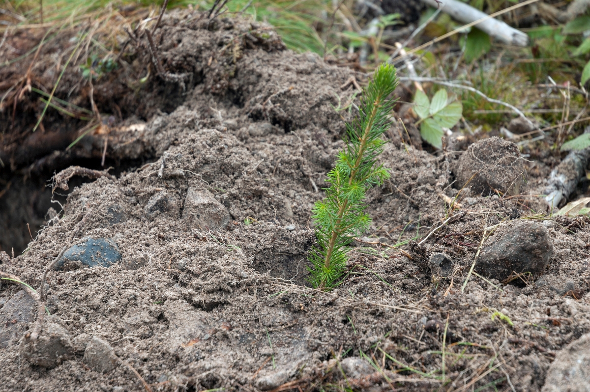 Granplante, plantet med en såkalt Eco-Planter 2000, et planteaggregat som var montert på en ettgreps skogsmaskin av typen Valmet 911.  Fotografiet ble tatt høsten 2005 på Brøttum i Ringsaker kommune, der firmaet Forest Maskindrift AS fra Eidsvoll hadde påtatt seg planting for et av medlemmene i Mjøsen skog.  Aggregatet var cirka to meter bredt.  På undersida, i ytterendene, satt det fresehjul som var bevegelige både i horisontale og vertikale retninger.  Når disse ble aktivert, kastet maskinen opp to små hauger, med ei blanding av humus og mineraljord.  Traff fresehjulene stein eller grove røtter, så kunne plantepunktene flyttes noe.  Etter at vellykket fresing var gjennomført, ble planter fra hylsene presset ned i jordhaugene ved hjelp av trykkluft.  De måtte settes ganske djupt om de skulle få god nok tilgang på fuktighet.  Plantematerialet måtte derfor ha en viss lengde, minst 17 centimeter, helst over 20 centimeter.  Ved manuelle plantinger var minstekravet til lengden 13 centimeter.  På grunn av kravene til plantelengden ble Eco-Planter 2000 kun brukt til granplanting, furuplantene ble for korte.  Maskinen kunne både ta ordinære pottebrettplanter (M95) og planter som var dyrket fram i Jiffy-potter.  Veksttorva i rotklumpene skulle helst ikke ha utstikkende rottrevler, for med slike kunne de lett hekte seg fast i røret mellom plantebordet og jordhaugen de skulle settes i.  Maskinen greide å plante cirka 300 planter i timen.  12-14 minutter av denne tida ble brukt til å mate hylsene på plantebordene.   På dette bildet ser vi granplanta sentralt i bildeflata og hullet der plantejorda ble frest opp fra til venstre.