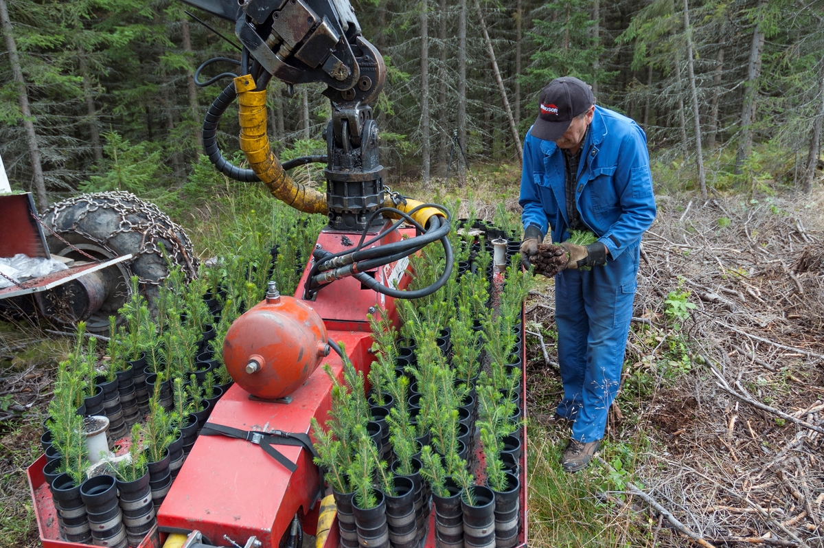 «Lading» av planteaggregatet Eco-Planter 2000, som ble brukt på Brøttum i Ringsaker høsten 2005. Aggregatet var cirka to meter bredt.  På oversida var det et todelt bord med til sammen 240 hylser på et bånd.  Det skulle stå ei plante i hver av disse hylsene.  På undersida av aggregatet, i ytterendene, satt det fresehjul som var bevegelige både i horisontale og vertikale retninger.  Når disse ble aktivert, kastet maskinen opp to små hauger, med ei blanding av humus og mineraljord.  Traff fresehjulene stein eller grove røtter, så kunne plantepunktene flyttes noe.  Etter at vellykket fresing var gjennomført, ble planter fra hylsene presset ned i jordhaugene ved hjelp av trykkluft.  De måtte settes ganske djupt om de skulle få god nok tilgang på fuktighet.  Plantematerialet måtte derfor ha en viss lengde, minst 17 centimeter, helst over 20 centimeter.  Ved manuelle plantinger var minstekravet til lengden 13 centimeter.  På grunn av kravene til plantelengden ble Eco-Planter 2000 kun brukt til granplanting, furuplantene ble for korte.  Maskinen kunne både ta ordinære pottebrettplanter (M95) og planter som var dyrket fram i Jiffy-potter.  Veksttorva i rotklumpene skulle helst ikke ha utstikkende rottrevler, for med slike kunne de lett hekte seg fast i røret mellom plantebordet og jordhaugen de skulle settes i.  Maskinen greide å plante cirka 300 planter i timen.  12-14 minutter av denne tida ble brukt til å fylle hylsene med nytt plantemateriale.