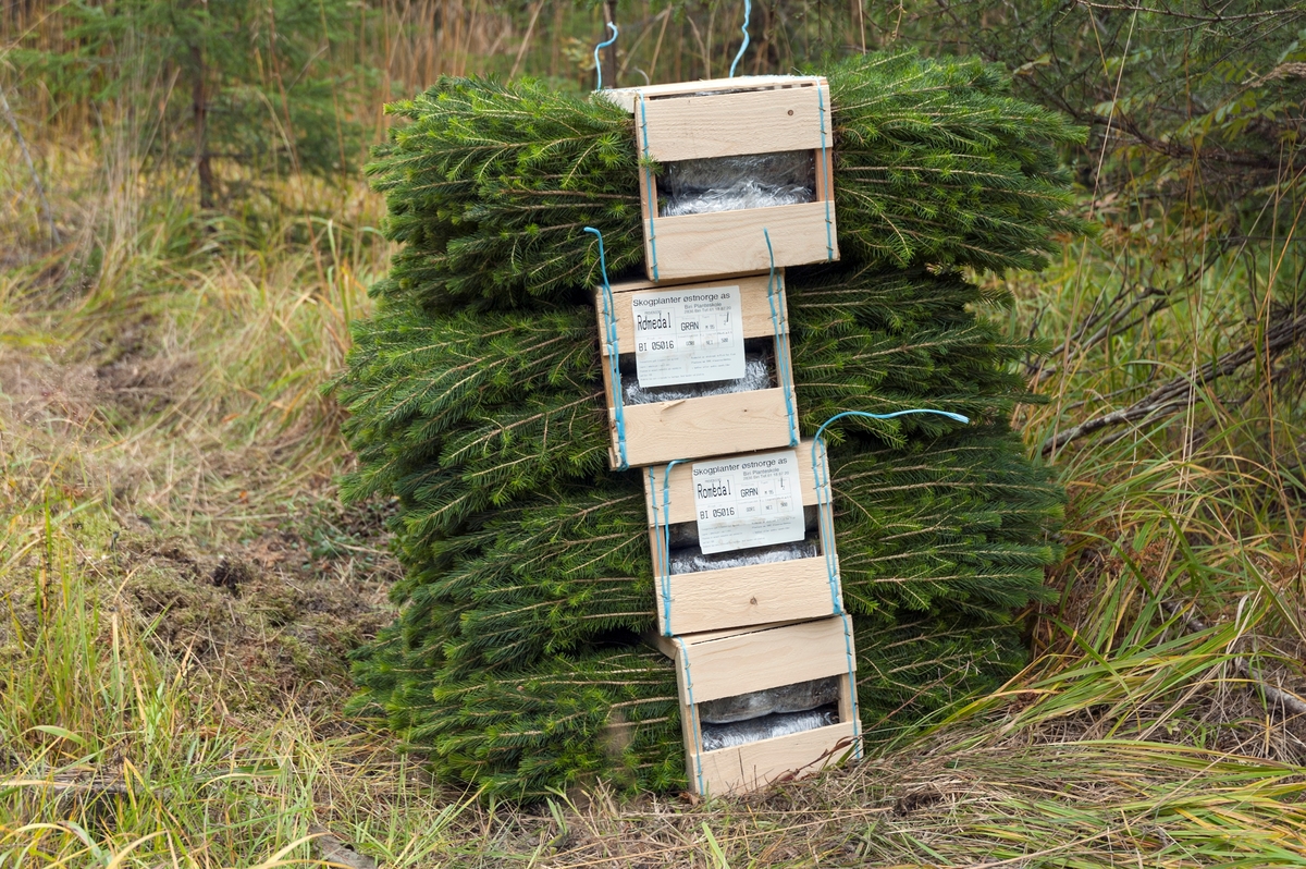 Kasser eller rammer med granplanter, fotografert på et plantefelt på Brøttum høsten 2005.  Emballasjen var fylt med pluggrotplanter av gran. Rotpluggene var innkapslet i tynn plastfolie og lagt i pakker med 40 enheter, vekselvis den ene og den andre vegen, slik at plantetoppene stakk ut på begge sider.  I dette tilfellet dreide det seg om plantemateriale som var dyrket fram av frø fra Romedal frøplantasje.  Disse plantene skulle brukes ved maskinell planting med planteaggregatet Eco-Planter 2000.  Med denne teknologien måtte plantematerialet ha en viss lengde, minst 17 centimeter, helst over 20 centimeter.  Ved manuelle plantinger var minstekravet til lengden 13 centimeter.   Plantene som ble brukt til maskinell planting skulle skjermes for sollys og høye temperaturer før utplanting.