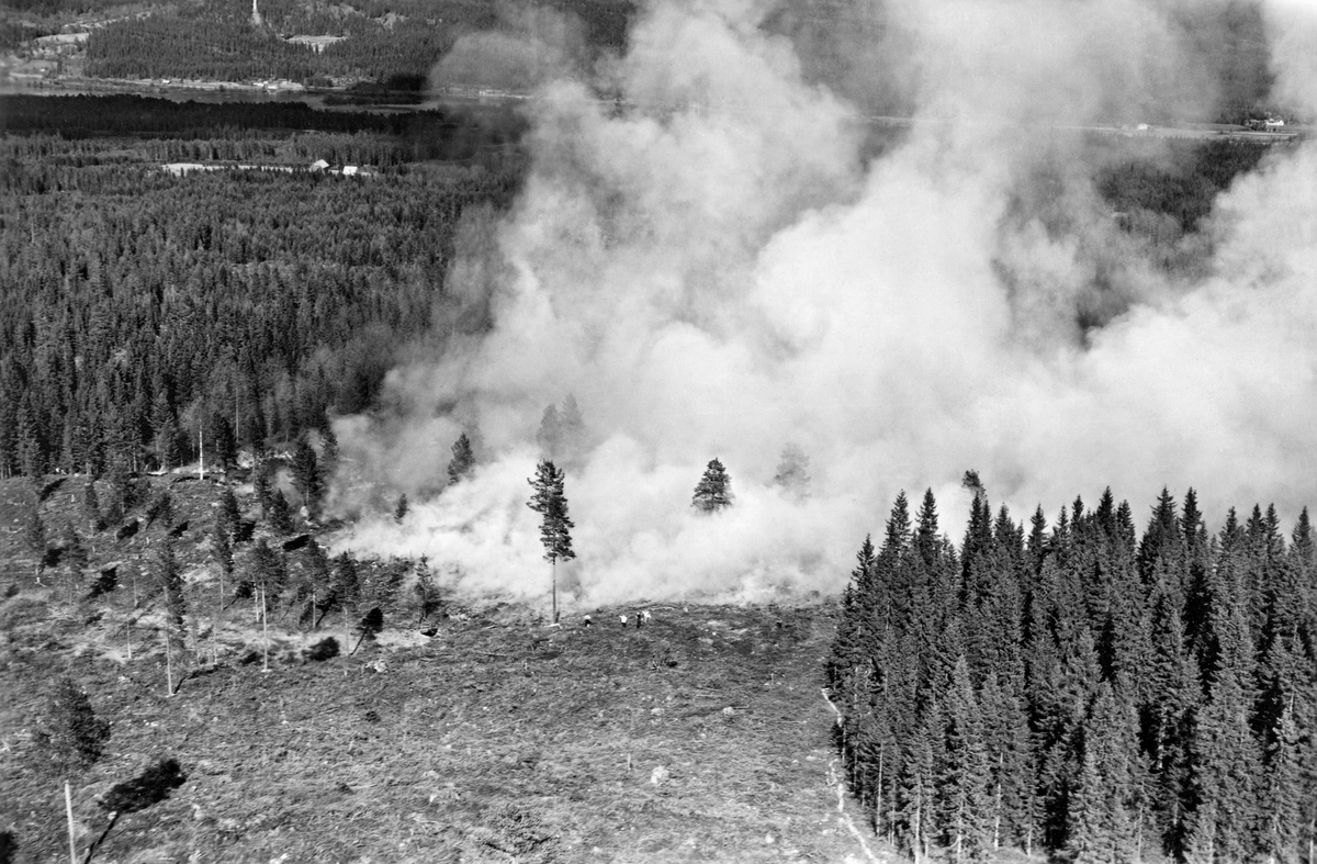 Flatebrenning i Elverum i Hedmark, antakelig omkring 1950. Dette er et flyfotografi, tatt over ei hogstflate der det steg opp kvit røyk fra varmen.  Ved kanten av det brennende feltet skimter vi en del menneskeskikkelser.  Det er tydelig at man her forsøkte å brenne mot vindretningen, og at man ved en foregående hovedhogst hadde gjensatt en del furutrær med høye kroner, som seinere skulle sørge for frøspredning over det avbrente feltet.  Til høyre i forgrunnen sto det et forholdsvis tett, snart hogstmodent granbestand.  Forstmennene la tidlig merke til mange fine, jevnaldrende bestand på flater der det hadde vært skogbrann. Særlig i Sverige og Finland forsøkte man tidlig å skape slike bestand ved å brenne hogstflater.  Målet var primært biologisk: En håpte å gjøre markoverflata bedre skikket for etablering av en ny skoggenerasjon. Også i Norge ble denne metoden prøvd i mellomkrigstida. Etter krigen, da kulturskogbruket fikk sitt gjennombrudd, fikk denne praksisen en økonomisk begrunnelse: Såing og planting skulle bli enklere, og dermed billigere, når hogstavfall og markvegetasjon var brent. Flatebrenning kunne praktiseres både vår (andre halvdel av mai og de første dagene i juni) og høst (månedsskiftet august-september), men vårbrenning var nok det vanligste. Prosessen forutsatte grundige forberedelser. Det var viktig å begrense ilden, gjerne ved å legge minst en av feltets kanter mot innsjø, elv eller bekk, myr eller veg.  Der man ikke hadde slike begrensninger måtte hogstavfall fra et 5-10 meter bredt belte langs feltets ytterkanter måtte bæres innover og spres jevnt over den flata som skulle brennes. I denne kantsonen var det også vanlig å legge en streng av mineraljord oppå markvegetasjonen for å stanse ildens framrykking, og dermed hindre skogbrann. Ved flatebrenning ble ikke bare hogstavfallet, men også lyngvegetasjonen og råhumussjiktet – et lag av døde, uomdannete plantefragmenter. Brenninga av dette organiske materialet frigjorde en del mineralstoffer, og dermed gav en kortvarig gjødslingseffekt. Fraværet av det avbrente materialet gjorde det lettere å få frø til å spire uten nevneverdig konkurranse fra annen vegetasjon, og det økte jordbunnstemperaturen. Det viste seg imidlertid at brenninga gikk hardt over humussjiktet, og som skogkulturmetode var flatebrenning både mannskapskrevende, og dermed kostbar, og ikke så lite risikobetont. Den var heller ikke lett å praktisere i norsk terreng, med hyppige bonitetsvekslinger og med en eiendomsstruktur der skogen var utskiftet i mange, men ofte smale teiger. Skulle flatebrenning svare seg, burde flatene ha størrelser på 150-250 dekar. Flatebrebnning i skog fikk en viss utbredelse i Norge, særlig i 1950- og 60-åra, og de arealene som ble behandlet på denne måten var flest i skogfylket Hedmark.