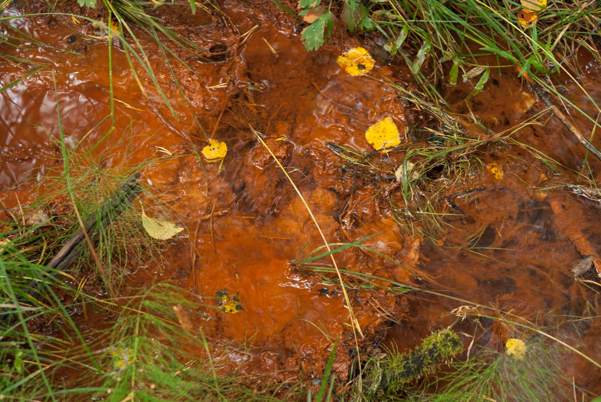 Innsig av myrmalm ved en bekk i Elverum, Hedmark, fotografert våren 2018.  Myrmalmen utfelles fra vann, ofte i myrer eller innsjøer (kalles da «sjømalm»).  Ut fra erfaring visste man at dette ofte skjedde på steder der myrene fikk et jevnt tilsig av vann fra ovenforliggende områder.   Jern fra berg og stein, sand eller morenemateriale oppløses i det oksygenfattige miljøet nede i torvmassene.  Det man finner i slike miljøer er gjerne jernhydrater – FeOOH – som har en okergul farge, ofte iblandet litt SiO2 – silisiumdioksid.  Fram til første halvdel av 1500-tallet var det utelukkende slik malm som var grunnlaget for norsk jernproduksjon.  I tidlig nytid gikk man over til å bruke bergmalm, som ble smeltet i digre masovner.

Ole Olsen Evenstad II (1739-1806), som i 1782 fikk trykt sin «Afhandling om Jern-Malm, som findes i Myrer og Moradser i Norge, og Omgangsmaaden med at forvandle den til Jern og Staal», beskrev myrmalmletinga slik:

«Til Eftersøgningen bruges et Jern, som her kaldes Malm-Spid, og smedes omtrent 1 ½ Alen langt, 3 a 4 Linier eller Straae i Giennemsnit, ottekantet, spidst ned til Enden, og paa den øverste Ende forsynet med en Bøiel til at holde Haanden udi, samt vel jevnt og glat, alt saaledes som hosfølgende 1ste Tabel Fig. VI viser.

Naar man nu har fundet en Myr af den Beskaffenhed, som meldes i 1ste Kapitel, bruges Malm-Spidet ved at stikkes ned i Myren, saavel ved Bredderne, som hvor derpaa findes Træer, Tuer, Lyng, Græs, Forhøininger, Vandtræk eller sumpige Steder, hvorigjennem Vand sier.  Gaar Spidet meget let ned og op, da er der ingen Malm, men gaaer det tungt, saa er man vis paa at have fundet Malm, og da trykkes spidet vel ned, samt dreies omkring nogle Gange førend det trækkes op igjen.  Jern-Malmen, der, ligesom Jern-Fiil Støv, hæfter sig fast ved Spidet naar det trykkes ned, og trækkes op, er Aarsag til at det gaar tungt.  Af den Malm der saaledes hænger ved Spidet, naar det trækkes op, kan bedømmes om Malmen er fin eller grov, og hvilken Farve den har.»