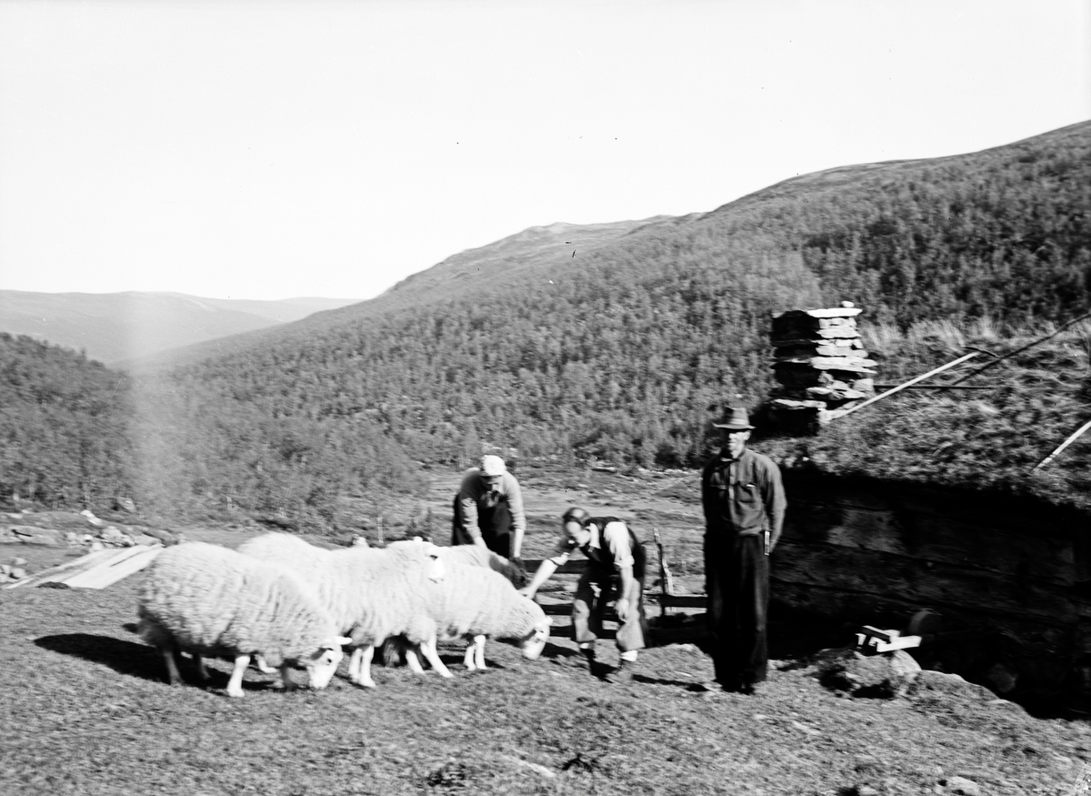 Mennesker stående ved sauer som er på utmarksbeite. Seterbygg i bakgrunnen.