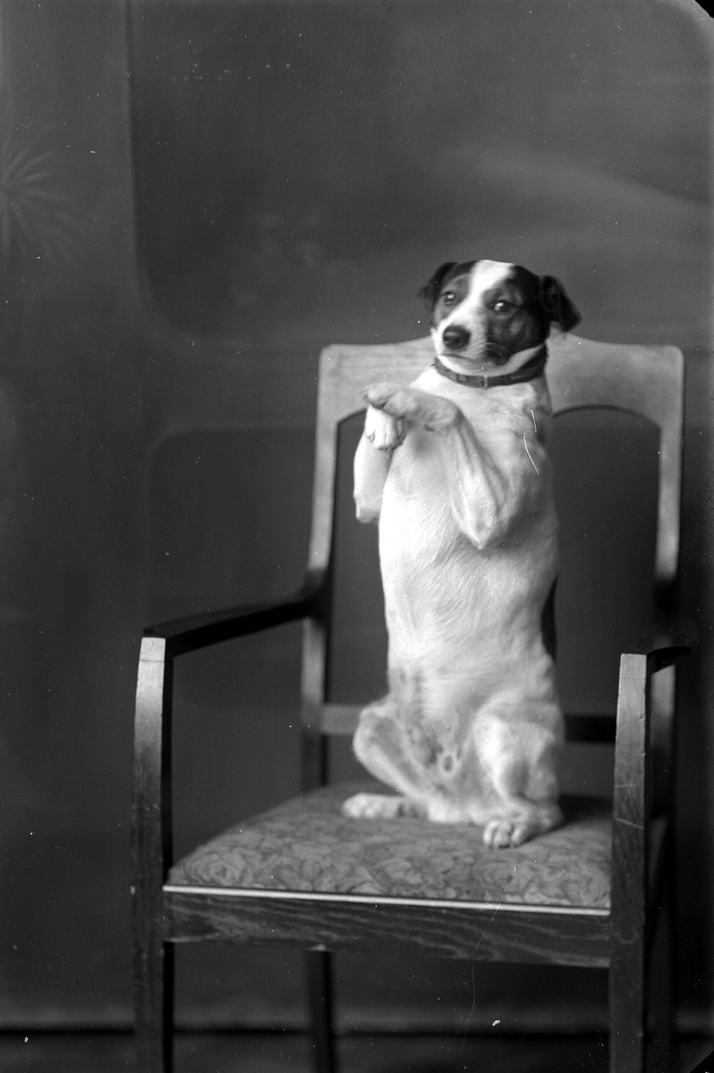 Bryggmästare Krönleins på bryggeriet Nordstjärnan hund sitter vackert för fotografen. Katten måste däremot övertalas.