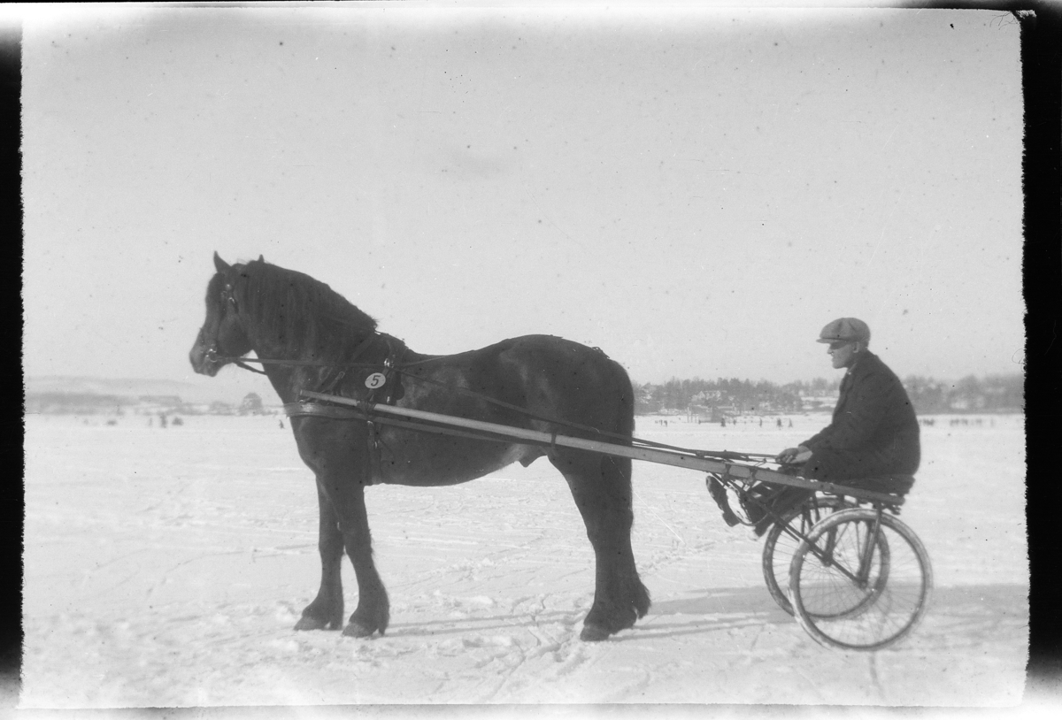 Travhest, travløp, , startnr. 5, ukjent manni sulki, ukjent sted.