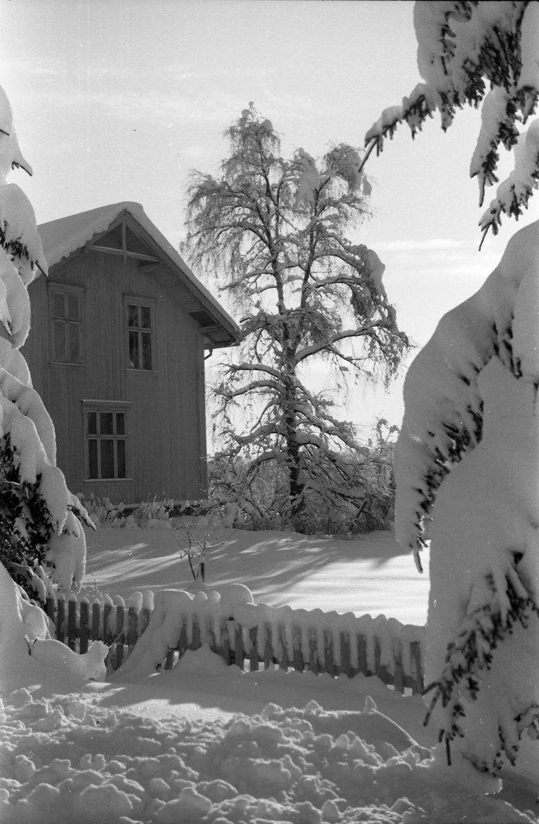 Vintermotiv. Hus og trær. Ukjent sted. Fem bilder.
