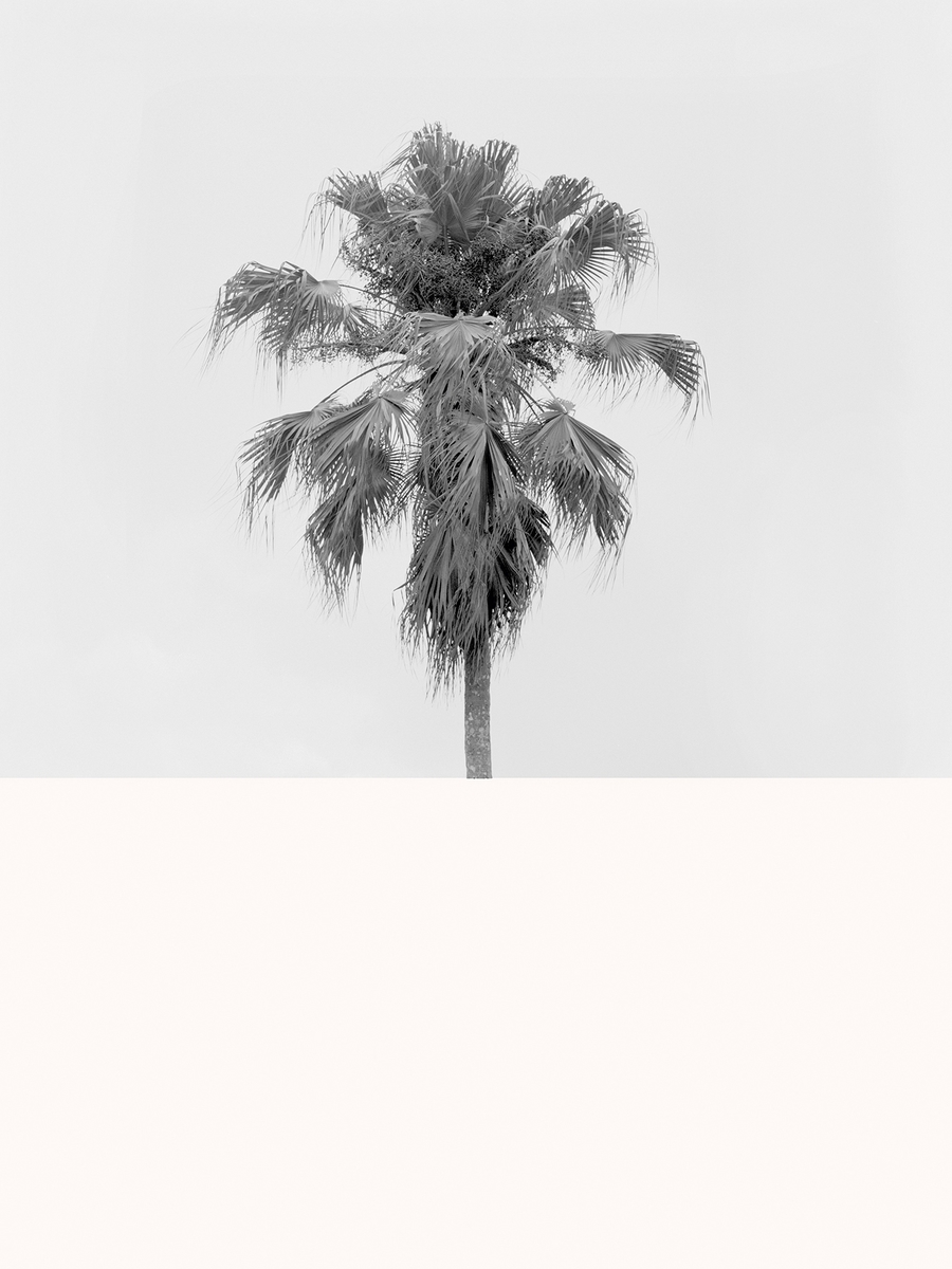 Verket er en dialog med den ene av flere utgaver av en dagbok fra 1700-tallet med samme tittel, som tilhørte den nederlanske soldaten Leenert Hasenbosch. Alle fotografier er fra Ascension island, øde. Motivet viser et skilepadde skjelett.