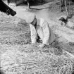 Halmtaksläggning Oktorpsgården, Skansen, 1965