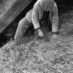 Halmtaksläggning Oktorpsgården, Skansen, 1965