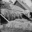 Halmtaksläggning Oktorpsgården, Skansen, 1965