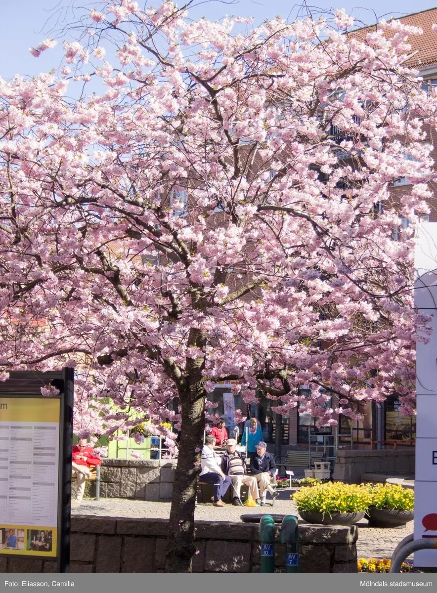 Vy från Brogatan mot Mölndals torg på Japanska prydnadskörsbär i full blom, år 2015. Bild 1-2: Havskatten 12 i bakgrunden. Bild 3-4: Bergmansgatan i bakgrunden. Bild 5-6: Havskatten 17 i bakgrunden. Dokumentation av platsen innan rivning och nybyggnation.