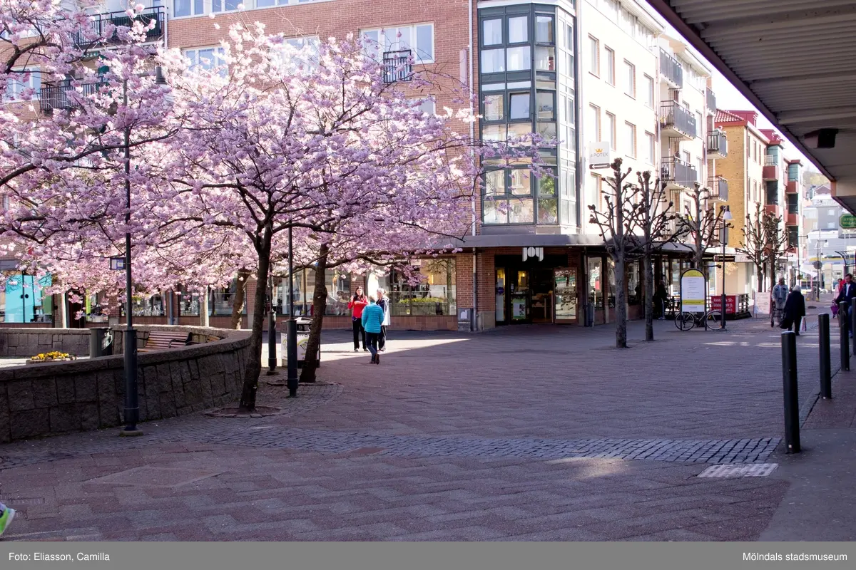 Vy från Brogatan mot Mölndals torg på Japanska prydnadskörsbär i full blom, år 2015. Bild 1-2: Havskatten 12 i bakgrunden. Bild 3-4: Bergmansgatan i bakgrunden. Bild 5-6: Havskatten 17 i bakgrunden. Dokumentation av platsen innan rivning och nybyggnation.