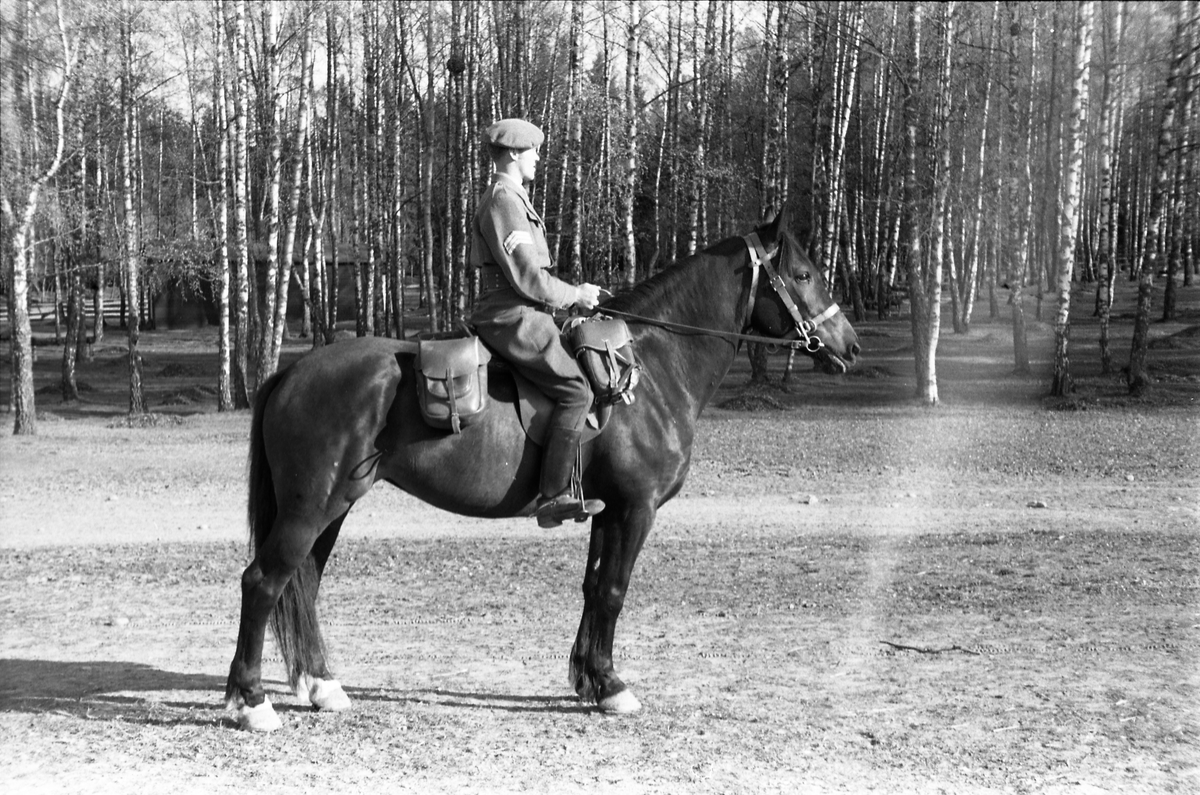 Fem bilder av en uidentifisert militær rytter med sersjants grad ved Hærens Hestskole på Starum mai 1953.