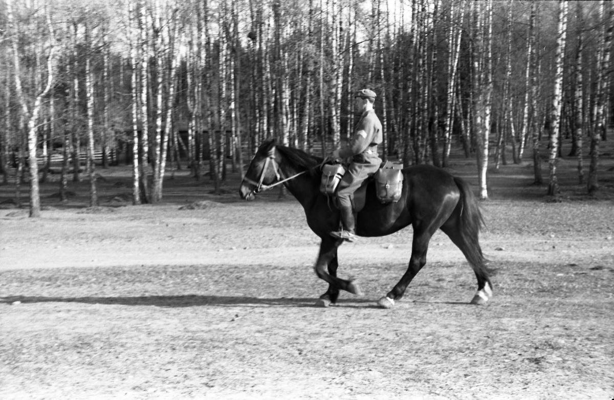 Fem bilder av en uidentifisert militær rytter med sersjants grad ved Hærens Hestskole på Starum mai 1953.