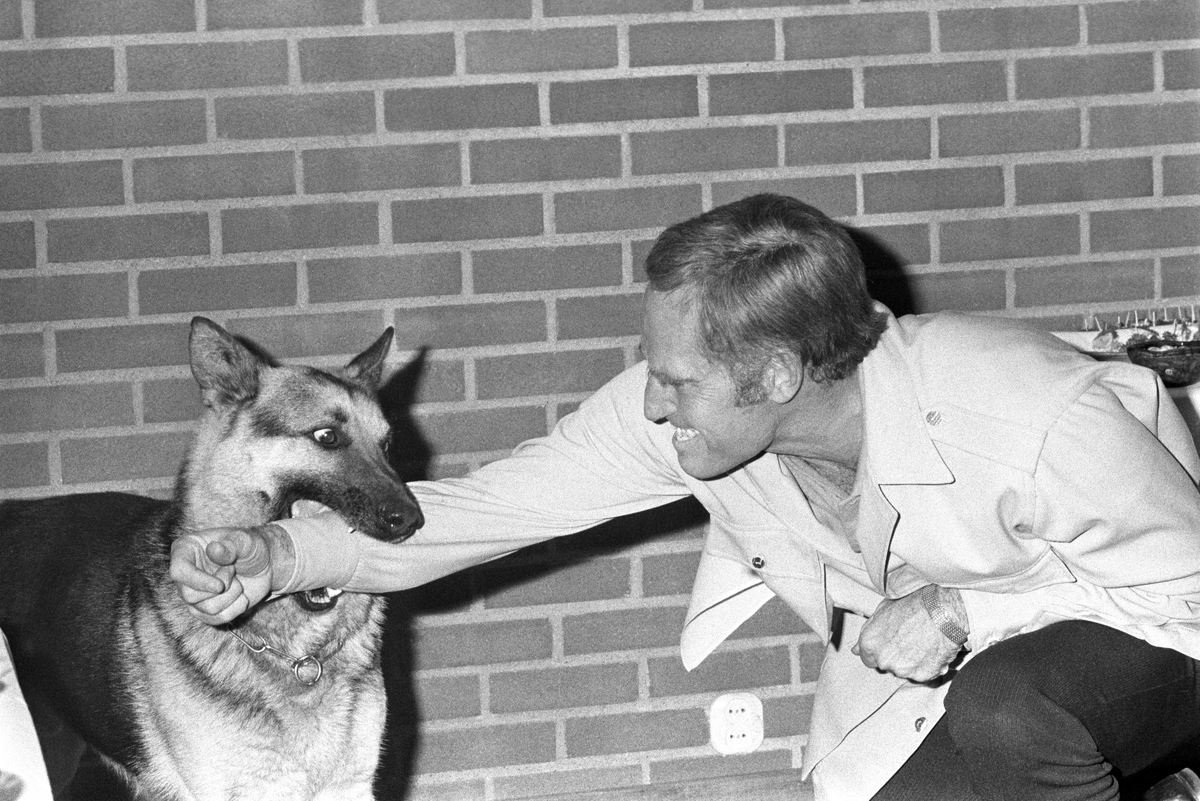 Den amerikanske skuespilleren Charlton Heston har kommet til Norge i forbindelse med opptak til filmen "Når villdyret våkner". Her er han sammen med en schæferhund på pressekonferansen i Oslo.