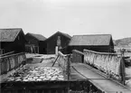 Bohuslän, Orust v. hd., Morlanda sn. Mollösund. Spillångor, Mollösund. Juli 1896.

Långor, som fiskats och hängts på tork att användas bla som råvara till lutfisk.