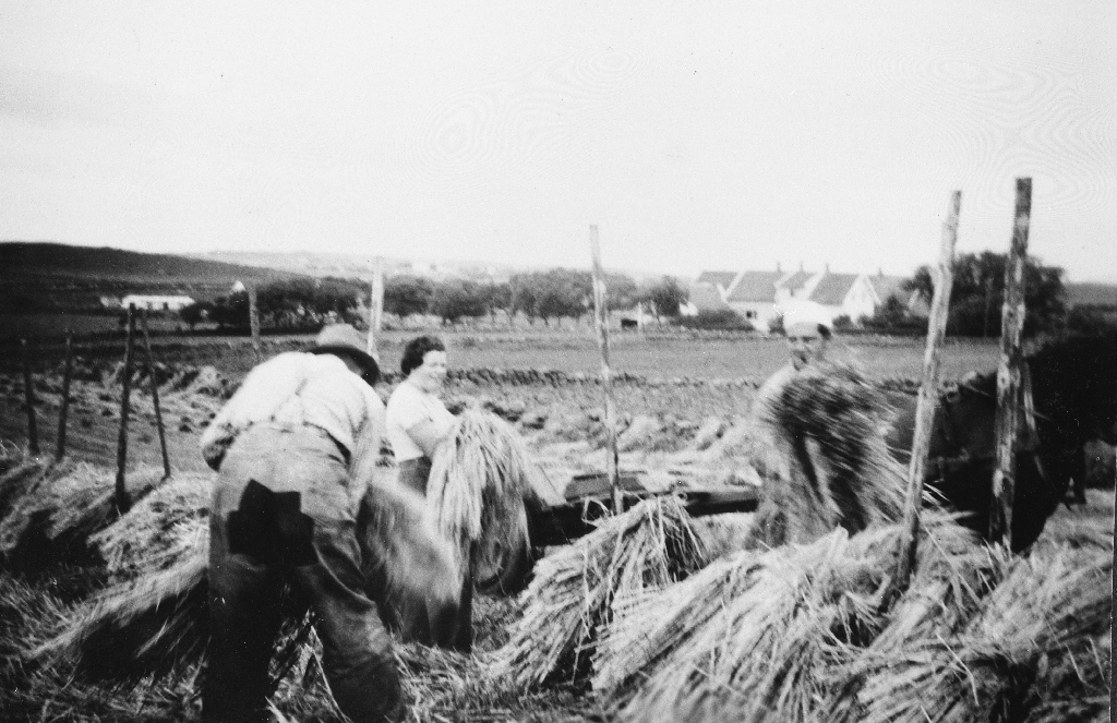 Hesjing på Steinsland ca 1950. Nikolai Steinsland (1884 - 1977) med "baken" til. Janny Steinsland f. Aanestad (1931 - 1990) og Ingolf Steinsland (1926 - 2004).