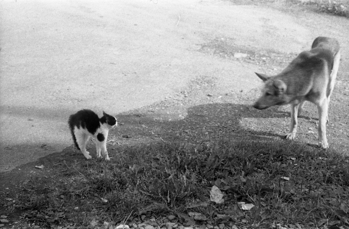 Møte mellom hund og katt fotografert gjennom vinduet hos Lena Foto & Radio juli 1953. Fem bilder.