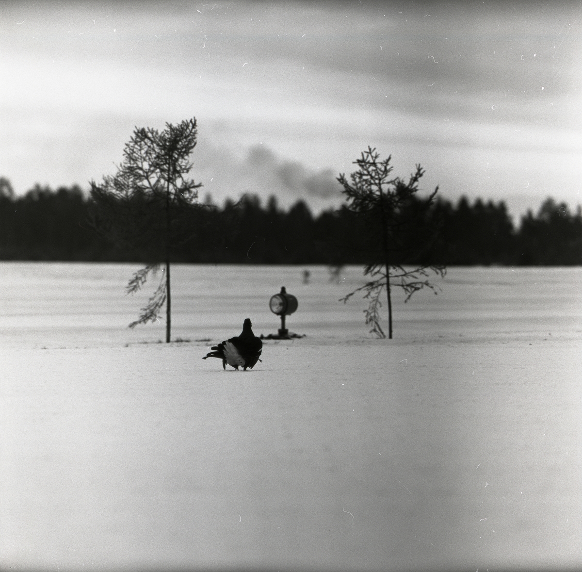 En orrtupp går på marken framför ett par träd och en lampa den 4 februari 1957 i Söderhamn.