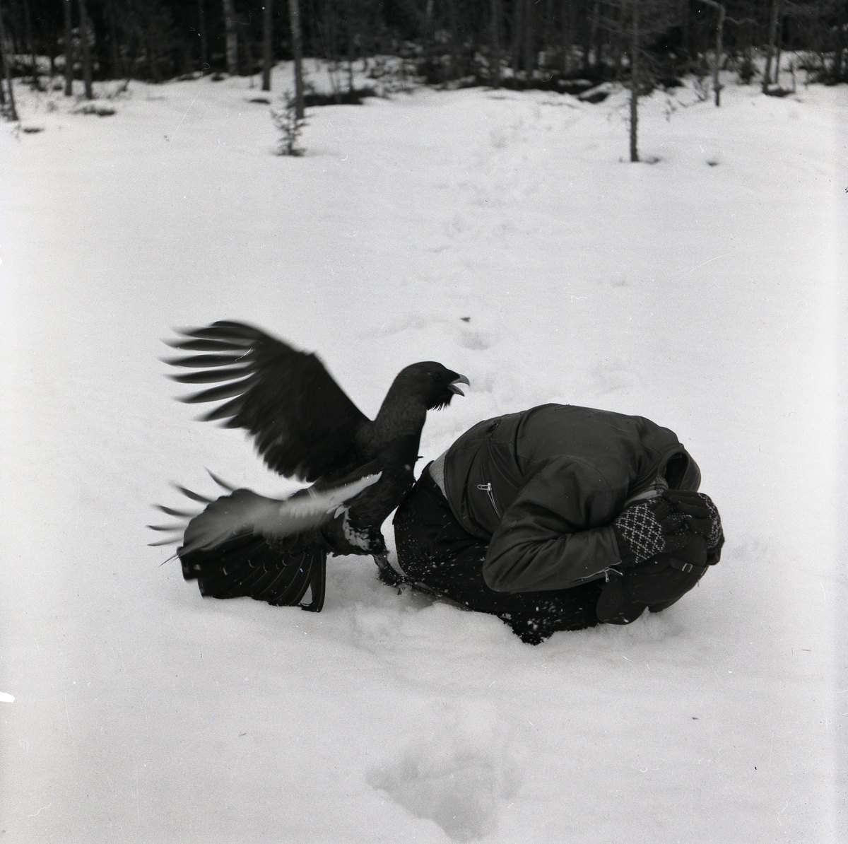 En man blir attackerad av en tjäder i snön den 18 mars 1954.