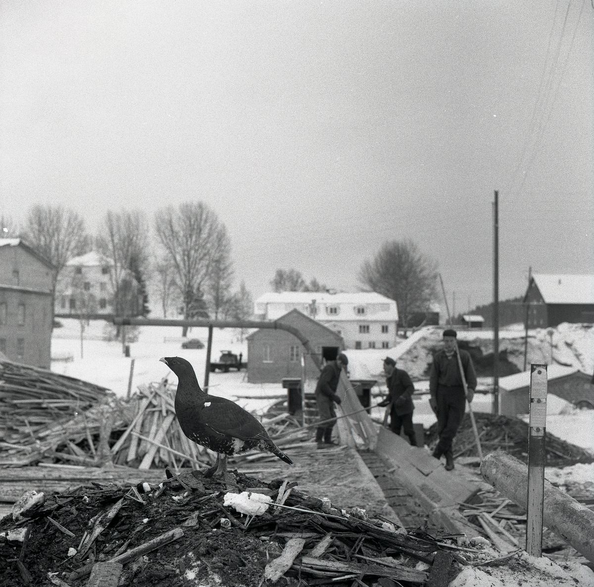 Människor som arbetar bredvid en tjäder som sitter på en brädhög. I bakgrunden finns några byggnader, Midnäs 16 januari 1958.