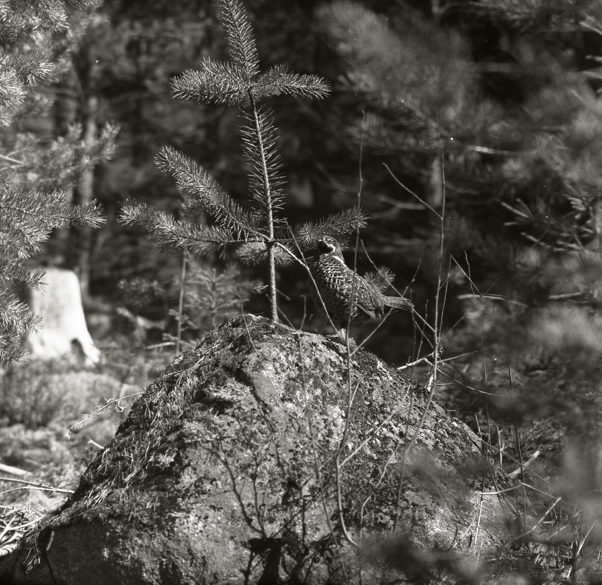 Järptupp sitter på en sten bland tallar i en skog, Mobergen 1 maj 1957