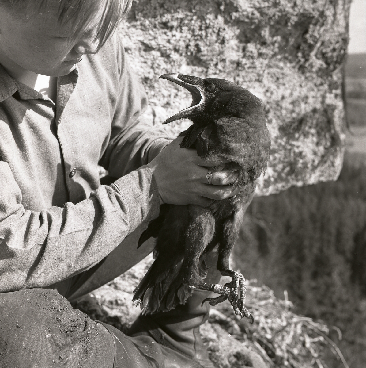 Närbild av pojke som sitter på en klippa och håller i en korp, maj 1962.