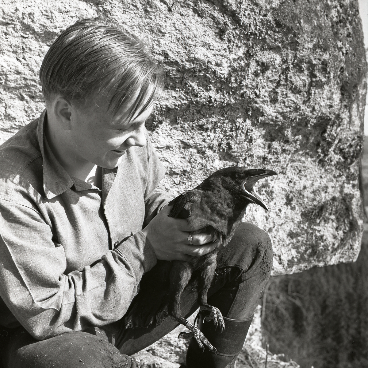 Närbild av en pojke som sitter vid en klippa och håller i en korp, maj 1962.