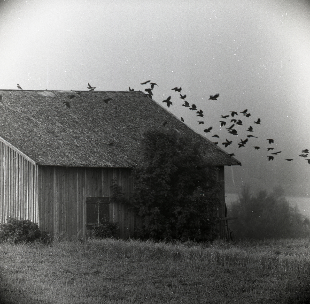 Kajor och kråkor flyger upp från ett ladutak i Glössbo, augusti 1957.