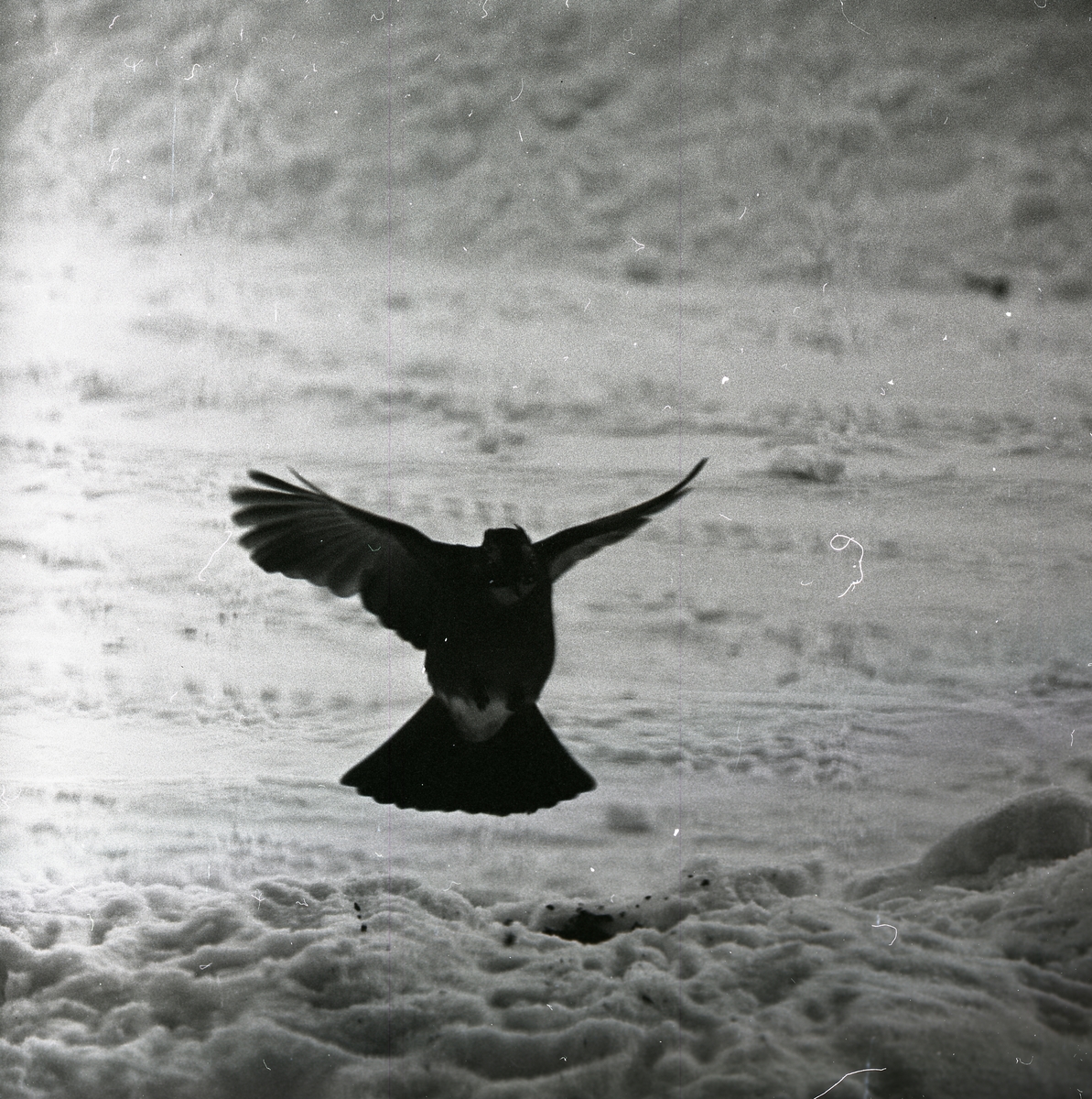 En nötskrika på väg att landa i snön, vintern 1966.