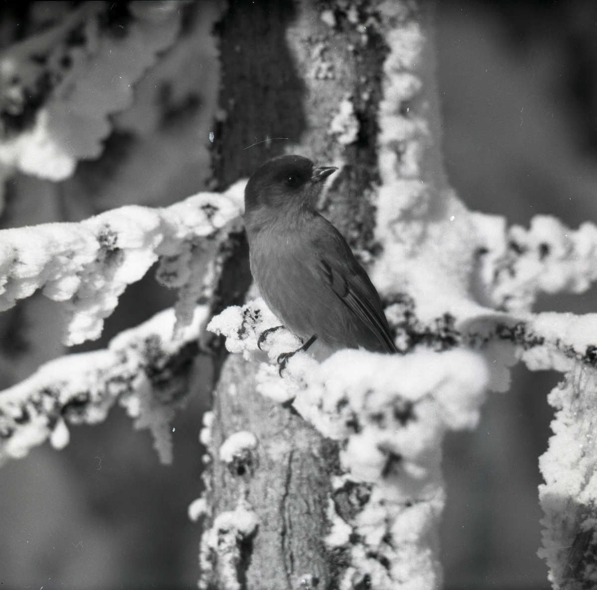 En lavskrika sitter på en snöig gren i Nybodarna den 10-11 februari 1955.