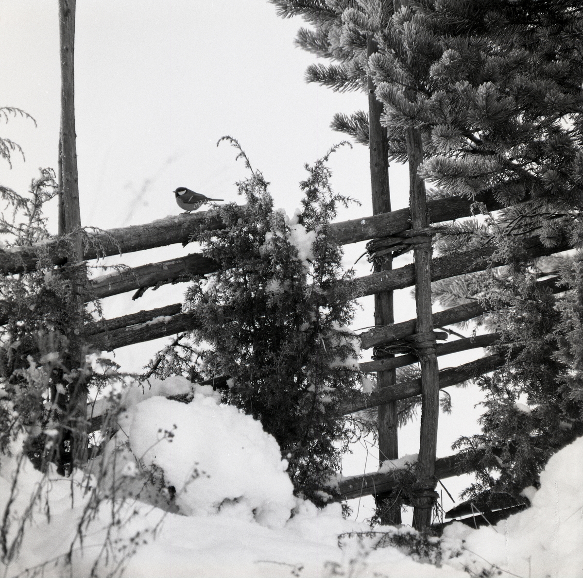 En talgoxe sitter på en gärdesgård omgiven av frostiga en- och tallgrenar.