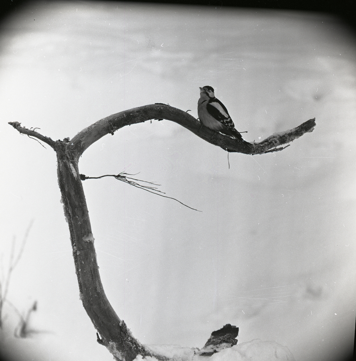 En större hackspett sitter på en böjd trädgren 1962.