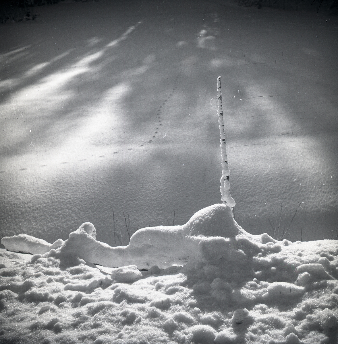 Översnöad hagstör och i bakgrunden syns djurspår i snön, januari 1948. Solen ger skuggor på snön.