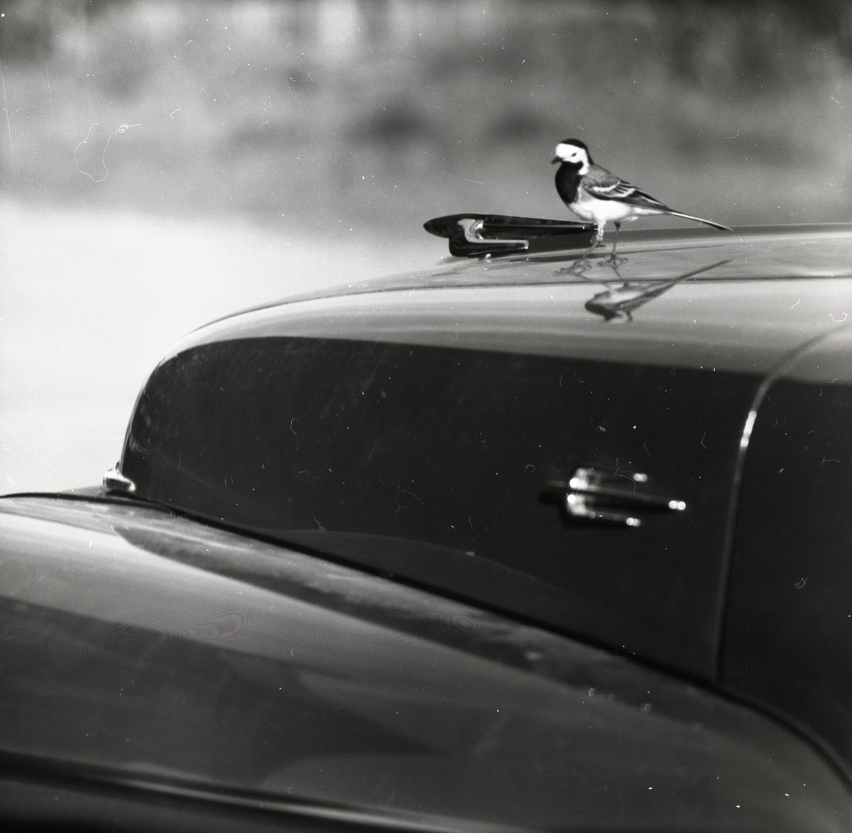 En sädesärla sitter på en motorhuv, 23 juni 1956.