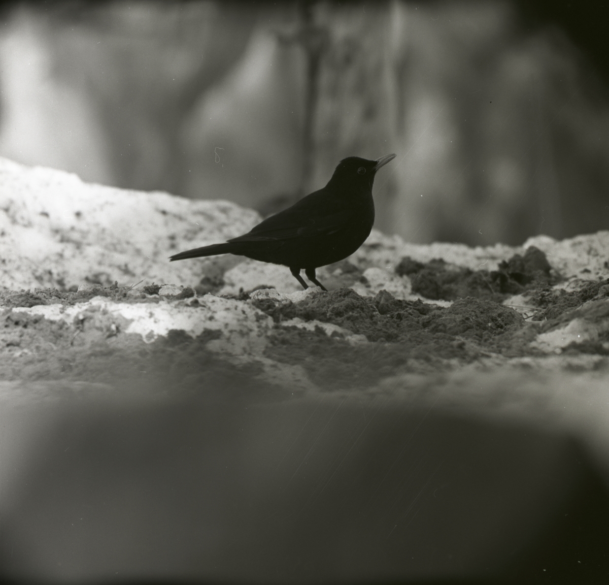 En koltrast går i snön, våren 1964.