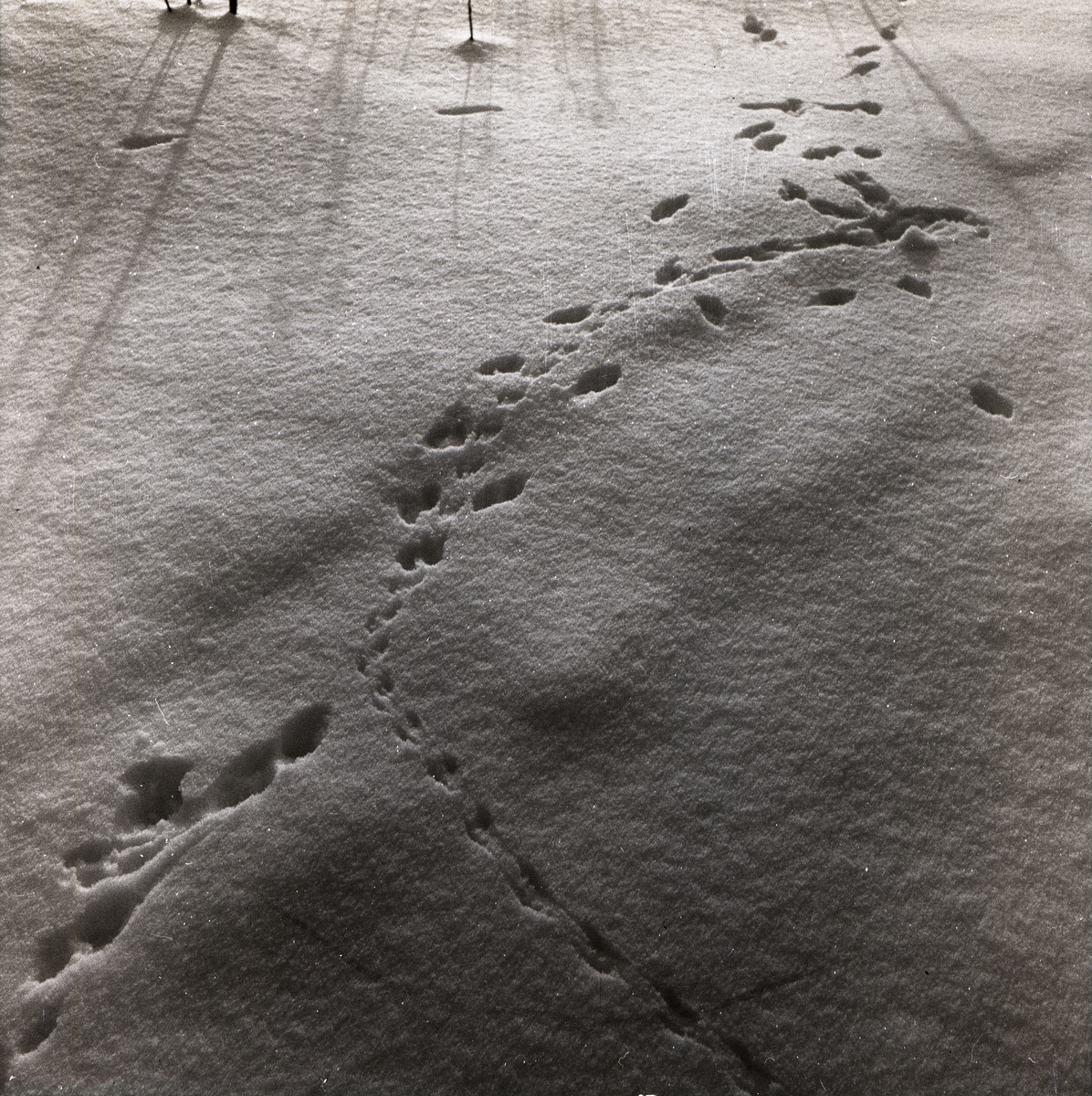 Spår efter hermelin och råtta i snön vid Utegårn, 1 februari 1955.