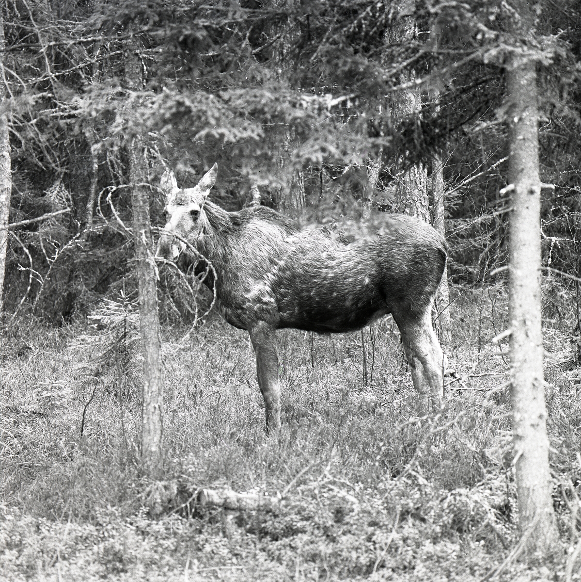 En älgko står i skogen söder om Gysinge, 12 maj 1979.