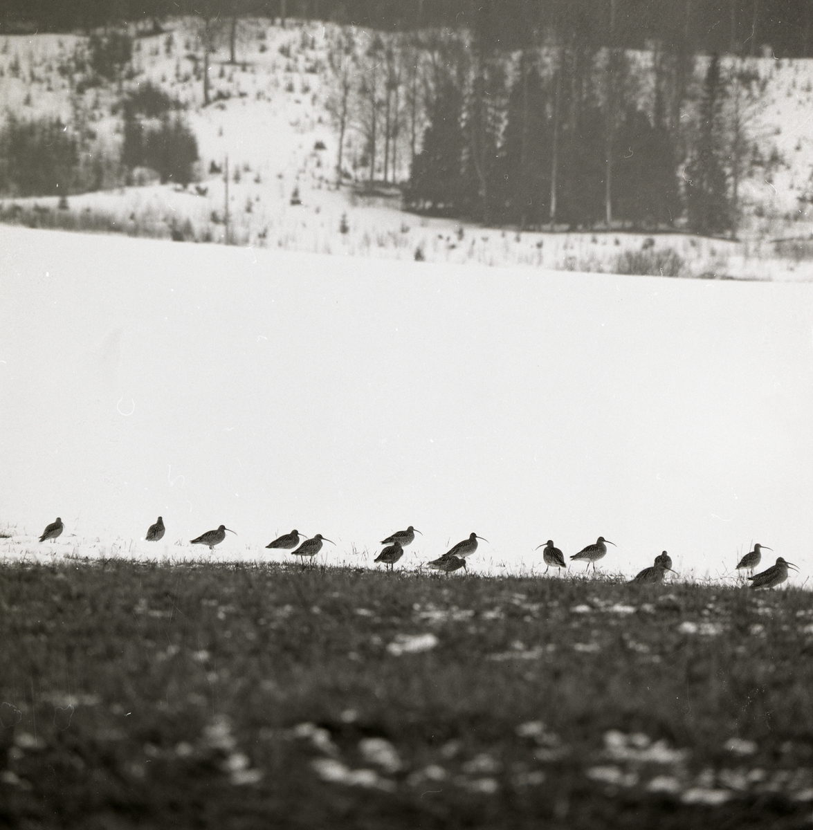 En flock med storspovar står på en stubbåker, mars 1971.