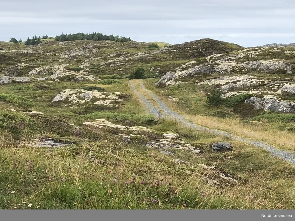 Serie Kmb-2018-010.0001-0092: "Arresten på Tingvoll som ble losjihus og seinere fjøs på Veiholmen."

Serie fotos som viser hovedsaklig ruinene av det gamle "Nordmøre Arresthus". Lokalisert på et gårdsbruk på Nordre Skomsøy i Smøla kommune - nærmere bestemt på Gnr. 41 Bnr. 5. Dette bruket ble skilt ut fra Bnr. 1 i 1916, men skjøtet ble ikke tinglyst før 22. september 1924. Det var Andreas Olsen Skomsøy som fikk skjøte fra sin far, Ole Bersvendsen Skomsøy. I 1926 bygde Andreas hus på Bnr. 5, og det fikk også navnet "Nordre Skomsøy". 

Andreas Olsen Skomsøy kjøpte losjihuset "Arresten" på Innerklakken på Veiholmen og flyttet dette til Nordre Skomsøy. "Arresten" bestod delvis av tømmerkroppen av det tidligere arresthuset for Nordmøre Fogderi på Tingvoll, som ble lagt ned og solgt på auksjon etter at det nye distriktsfengselet i Kristiansund ble tatt i bruk 1. april 1865. Det gamle arresthuset i tømmer ble revet og flyttet til Veiholmen. Væreier Ole Daniel Rognskog bygde i 1870-årene fem store og ett mindre losjihus på Veiholmen for tilreisende fiskere under skreifisket. "Arresten" var ett av disse.

Det tidligere losjihuset ble satt opp som fjøs på Nordre Skomsøy i 1925-27. Tømmerkroppen av det gamle arresthuset utgjorde en del av fjøset, og ble forlenget med et tilbygg i reisverk på 5,3 m lengde. I 1927-35 ble fjøset panelt utvendig og påbygd en toppetasje som låve. 

Bygninga står nå (2018) til nedfalls. Tømmerkroppen av det gamle arresthuset er likevel godt synlig. Det ser ut til å ha vært en solid bygning – vi kan tydelig se at tømmerstokkene har vært låst sammen på en spesiell måte. Vinduene til arrestrommene var nok i sin tid helt annerledes enn de vindusåpningene vi ser i dag – sannsynligvis glugger/lysåpninger høyt på veggen med noen ti-talls cm høyde og bredde. Endeveggen vi ser på bildene vendte mest sannsynlig sydover mot Tingvollvågen da arresthuset lå på Bekken. Motsatt endevegg med inngangen til arresthuset vendte mest sannsynlig mot nord.

Andre bygninger vi ser i denne serien (KMb-2018-010.0001-0092) er det røde våningshuset på gårdsbruket, samt det grå sjøhuset. Det hvite huset vi ser på noen av bildene i serien, er huset som ble satt opp på tomta hvor "Arresten" tidligere hadde stått på Innerklakken på Veiholmen. Statens havnevesen satte i midten av 1930-årene opp et forlegnings- og messehus for arbeidere under havnearbeidene som ikke var fra Veiholmen. I 1938 ble denne eiendommen skjøtet over fra Hopen kommune til Veiholmen Sanitetsforening – det kalles "Sanitetsheimen" – og står der den dag i dag.

Andreas Olsen Skomsøy døde i 1968. Kona hans, Augusta Kristine Olsdotter Ersnes, døde i 1973. Deres sønn Oddmund Osvald Skomsøy fikk skjøte på Nordre Skomsøy i 1974. Hans sønn Odd Gunnar Skomsøy fikk skjøte på Nordre Skomsøy i 1988, mot bruk og disposisjonsrett til foreldrene. 

Fotograf og informasjon: Knut Even Isaksen. Kjentmann under besøket var Bjørn Ivar Hannasvik. Eier av de originalmaterialet er Knut Even Isaksen. Bildene er gitt i digital gave til Nordmøre museum. Fra Nordmøre museums fotosamlinger.