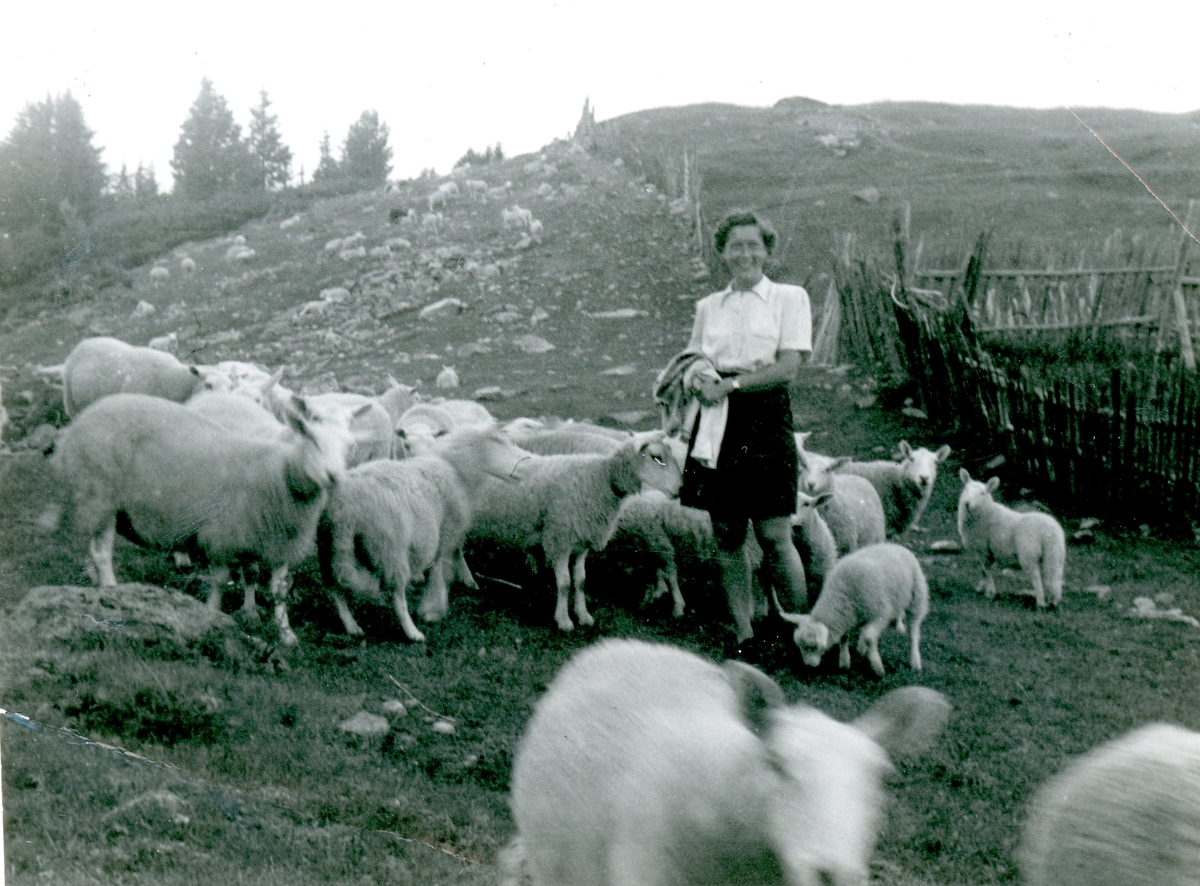 Lise Wethal med sau på Fagerdalen.