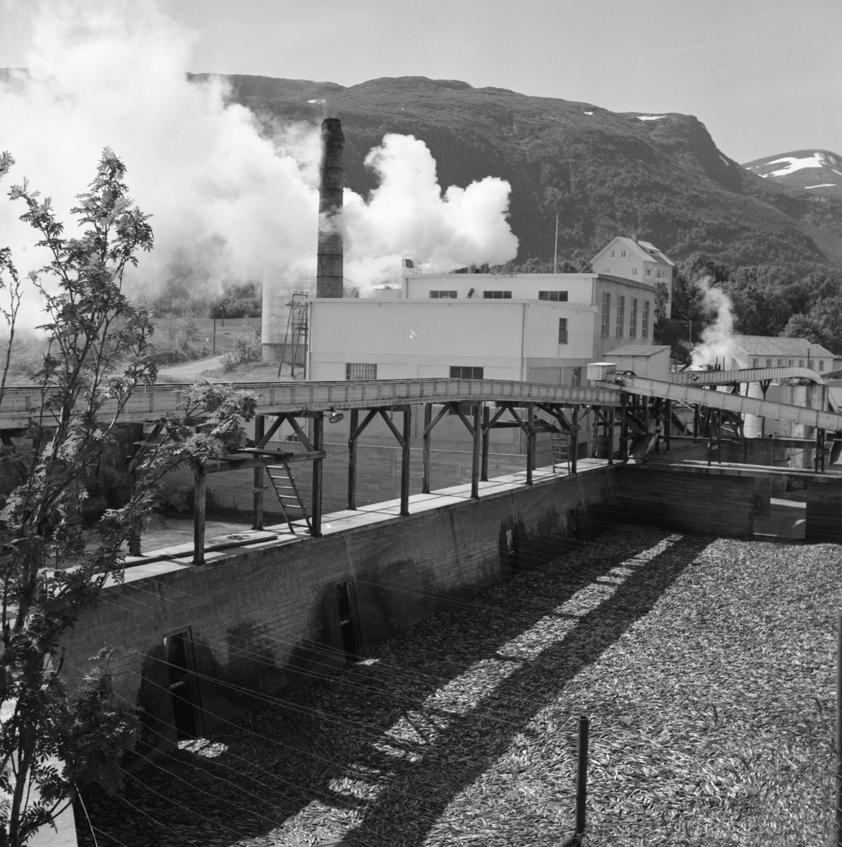 Vedde sildoljefabrikk på Sula i full stim. I forgrunnen er et basseng fylt med sild. Hans Koppernæs i Ålesund kjøpte kvernhuset på Vedde, sammen med elva og grunnen i 1904, for å drive foredling av selspekk.