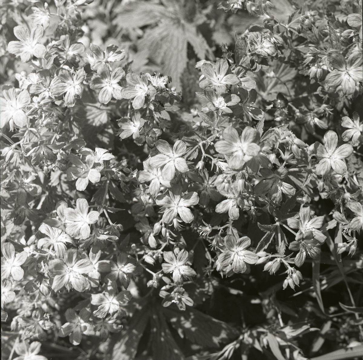 Midsommarblomster, 1962.