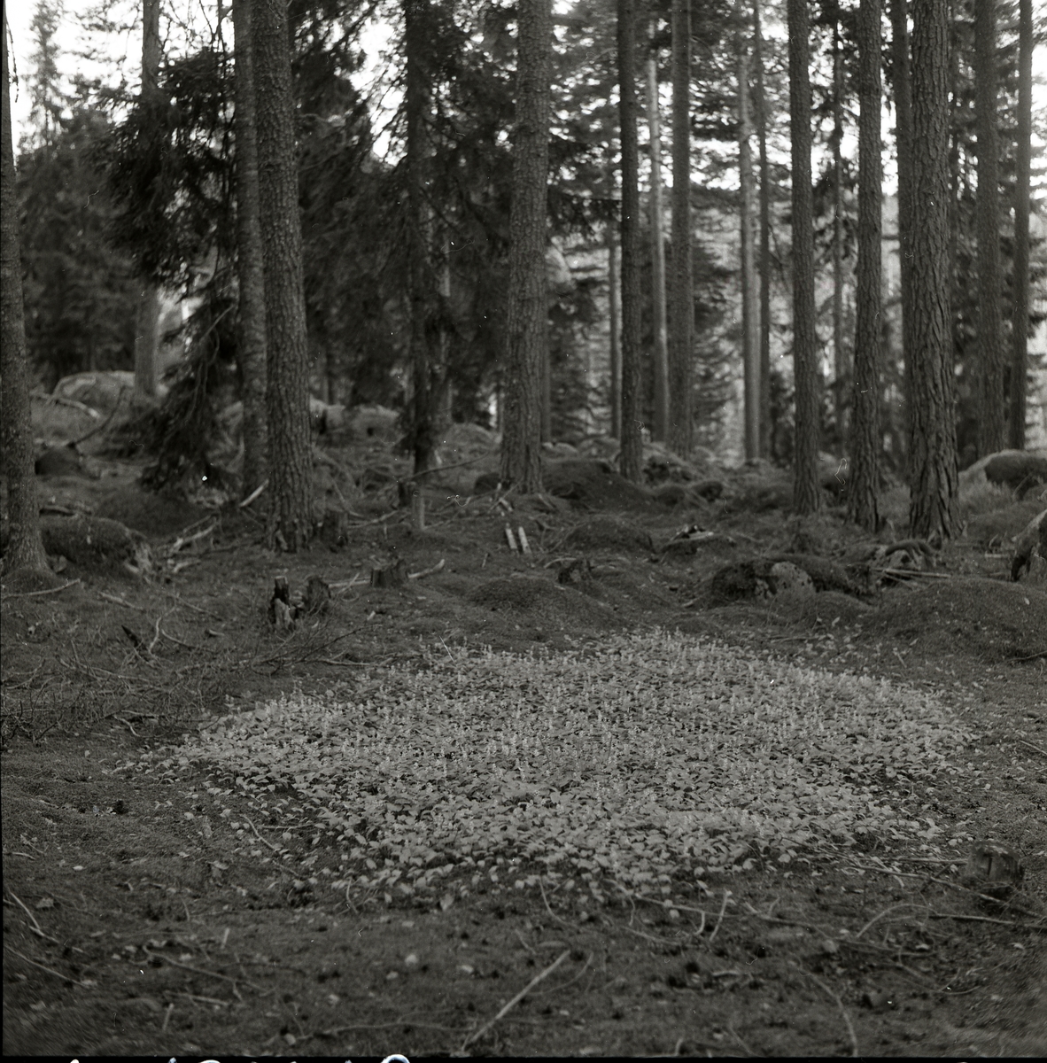 Ekorrbär i en skogsglänta vid Mo, 26 juni 1956.