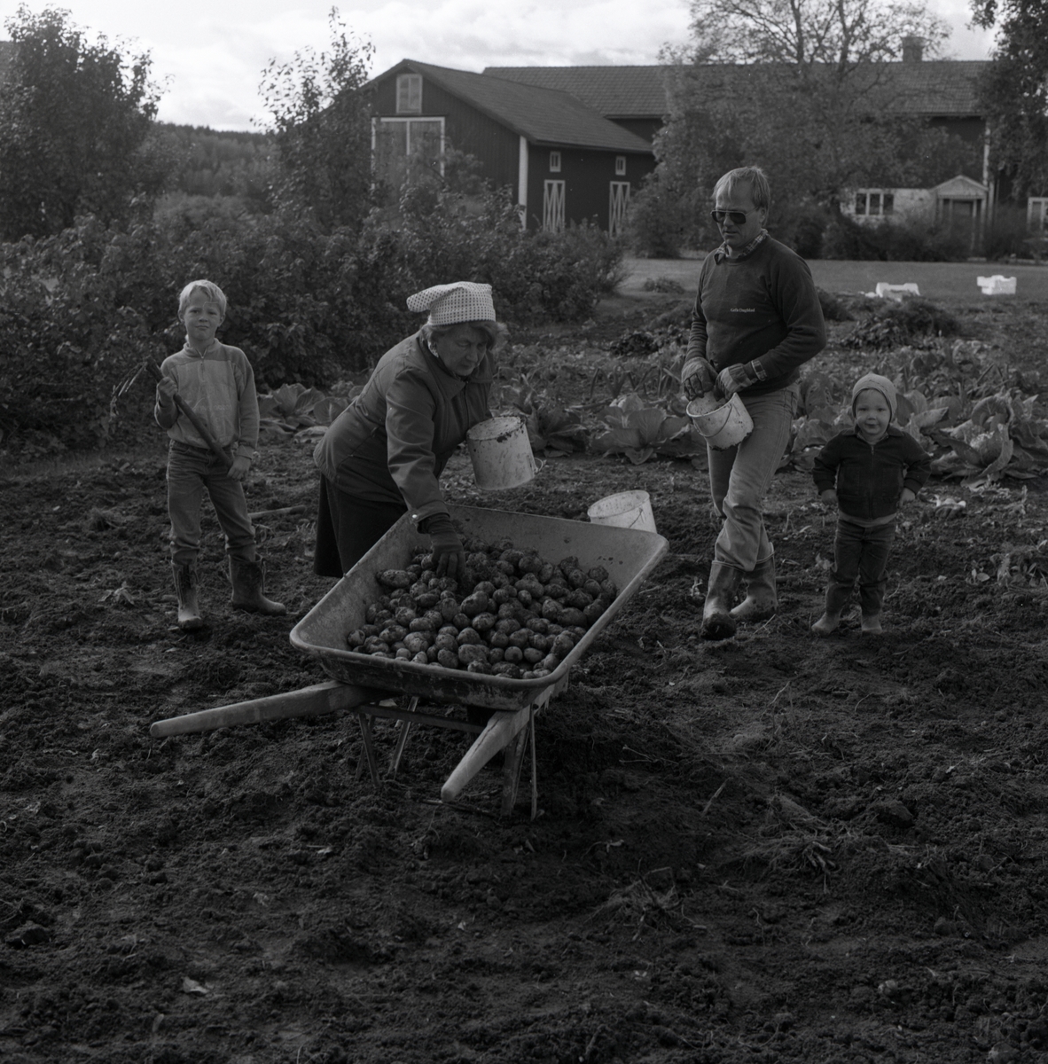 Två vuxna och två barn plockar potatis på Sunnanåker.